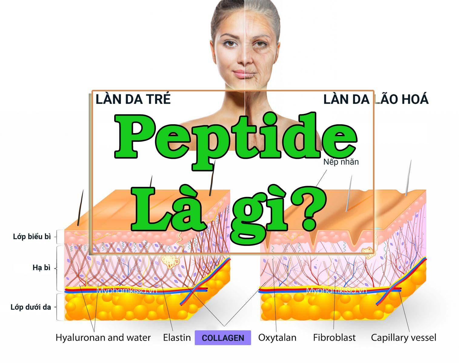 Peptide là gì? Lợi ích của Peptide Đối với da, Có tốt không?
